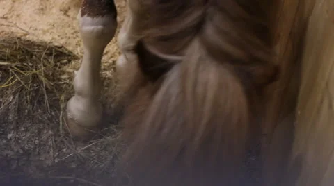 Muzzle horse mane Stock Footage 4725123