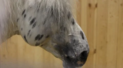 Muzzle horse mane of white spotted Stock Footage 4723274