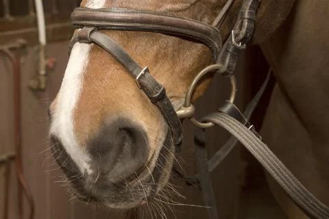 Muzzle horse in snaffle bridle, the lower par Stock Photos