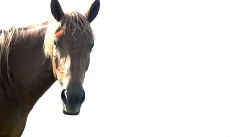 Muzzle of a horse on a white background. Closeup. Stock Footage 39540423