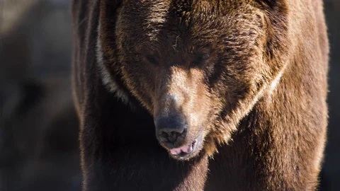 Muzzle of a huge brown bear Stock Footage 88855223