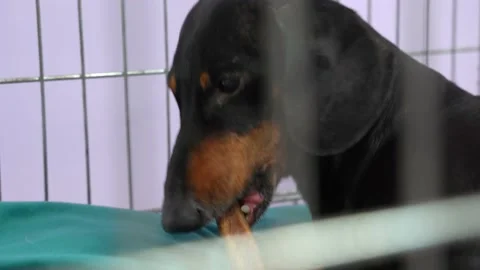 Muzzle of hungry dachshund dog sits in metal aviary greedily loads dry bone Stock Footage 220752595