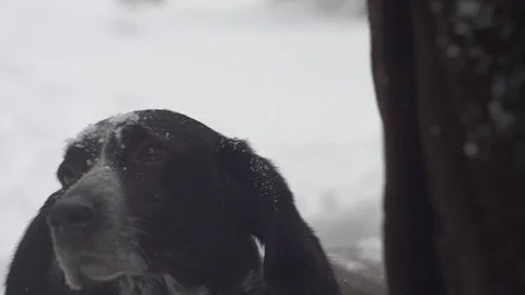 Muzzle of a hunting dog in the snow rises Stock Footage 87310035