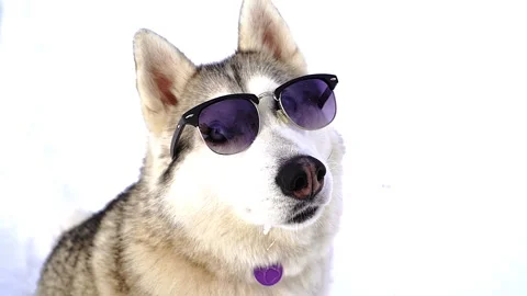 Muzzle of a husky dog close-up in winter wearing sunglasses Stock Footage 261252681
