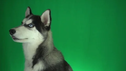 Muzzle husky on green screen Stock Footage 79918586