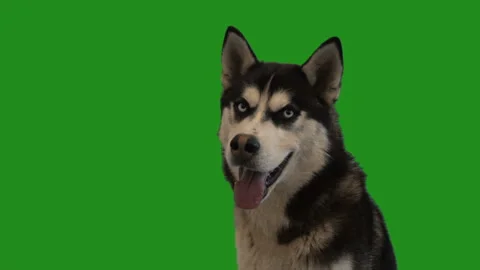 Muzzle husky on green screen Stock-Footage 91445573
