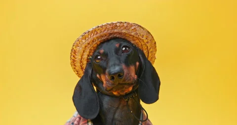 Muzzle of innocent shy dog in straw hat pitiful devoted look begging blinking Stock Footage 251688883