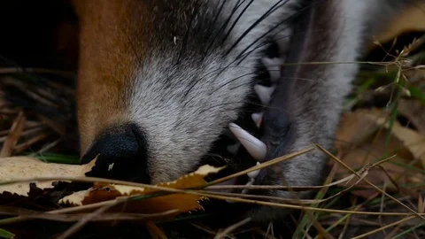 Muzzle of killed fox Stock Footage 80354452