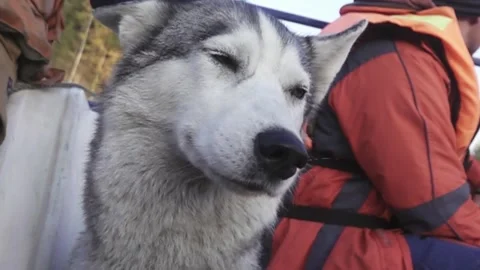 The muzzle of the laika dog Stock Footage 278904535