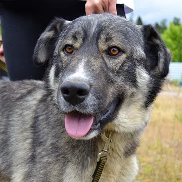 Muzzle of a large gray dog Stock Photos