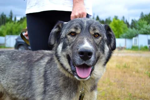 Muzzle of a large gray dog Stock Photos