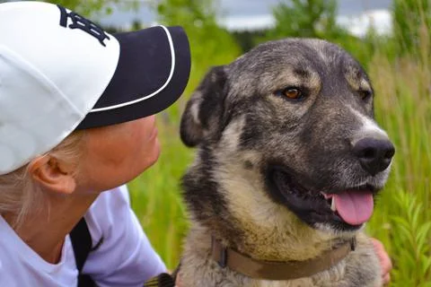 Muzzle of a large gray dog Stock Photos