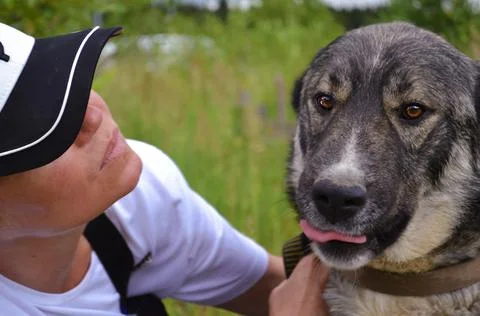 Muzzle of a large gray dog Stock Photos