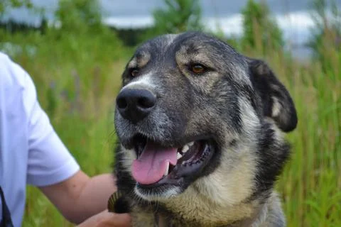 Muzzle of a large gray dog Stock Photos