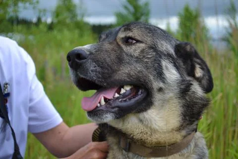 Muzzle of a large gray dog Stock Photos