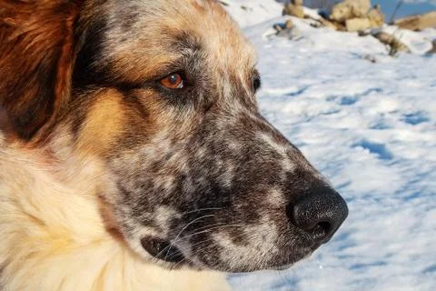 Muzzle of large white, black and brown color dog Stock Photos