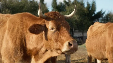 The muzzle of a Limousin beef cow with a wet nose, thoughtfully chewing cud. Stock Footage 289399561