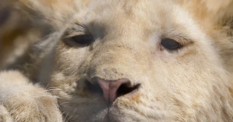 Muzzle of a lion with blinking eyes on rest Vidéo 88855994