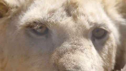 Muzzle of a lion close up Stock Footage 91399896