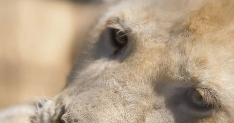 Muzzle of a lion on vacation Stock Footage 88855648