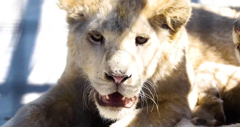 Muzzle a little fluffy lion cub Stock Footage 91401786
