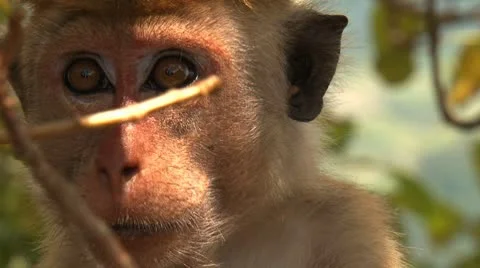 Muzzle macaque nervously look around Stock Footage 10794509