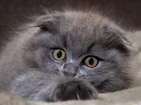 Muzzle magnificent cat. Kitten scared huge yellow eyes Stock Photos