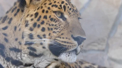 The muzzle of a magnificent cheetah close-up Stock Footage 126002618