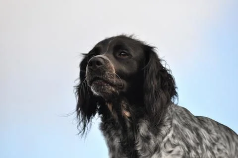 Muzzle of a medium-sized dog Stock Photos