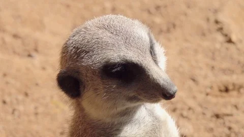 Muzzle of Meerkat or Suricate (Suricata suricatta) close-up Stock-Footage 81657231