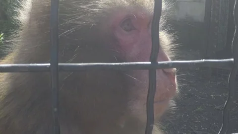 Muzzle of a monkey in a cage Stock Footage 91402054
