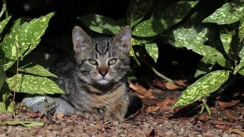 Muzzle of a multi-colored fluffy cat in the bushes among green leaves Stock Footage 170022524