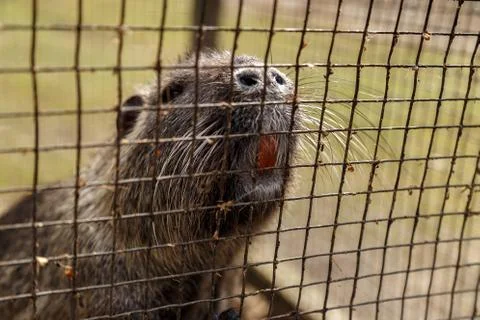 Muzzle of nutria closeup Stock Photos