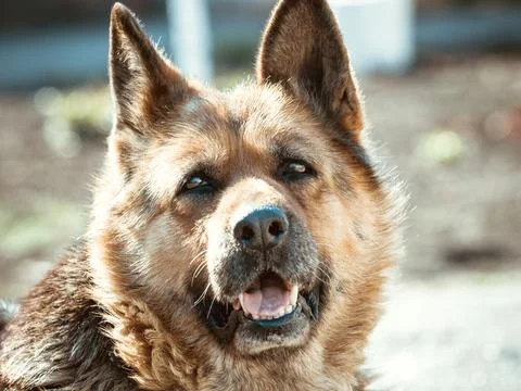 Muzzle of pedigree german shepherd close up outdoors Foto stock