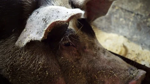 Muzzle of a pig lying in a pigsty and looking into the camera, flies sit on a Stock-Footage 96006959