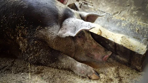Muzzle of a pig lying in a pigsty and looking into the camera, big pig lies near Video stock 96007005