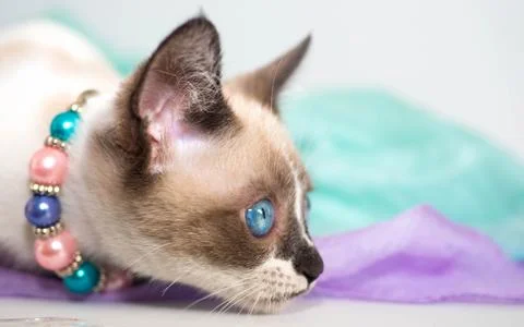 Muzzle profile of a munchkin kitten with bright blue eyes in a colored beaded Stock Photos