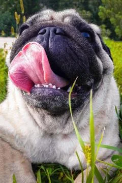 Muzzle pug, pet. Stock Photos