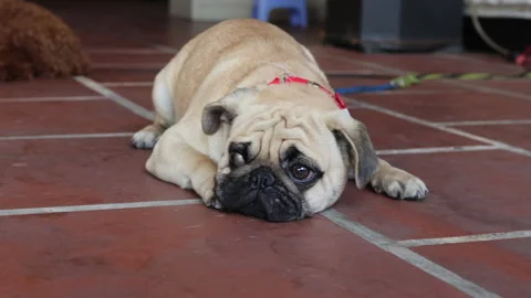Muzzle of pug relaxing on floor. Stock Footage 274264708