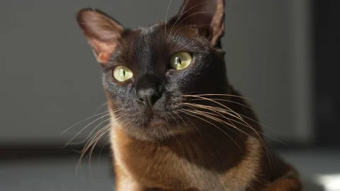 Muzzle of a purebred cat. Portrait of a brown burmese kitten's face with big eye Stock Footage 164110952