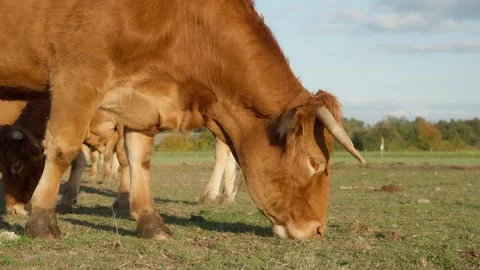 The muzzle of a purebred Limousine beef cow that eats grass in a rural pasture. Stock Footage 289541634