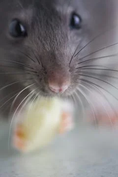 Muzzle rat close-up. The nose of a gray mouse. Mustache on the face Fotos Stock