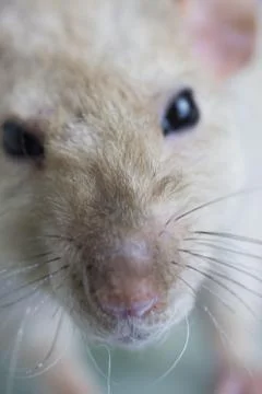 Muzzle rat close-up. The nose of the mouse with a mustache. Stock Photos
