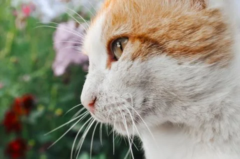 Muzzle of a red and white cat Stock Photos