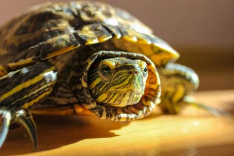 Muzzle Red-backed turtle. Stock Photos