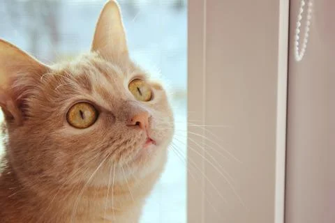 Muzzle of a red cat close-up . Moles on the cat's nose and lip. Stock Photos