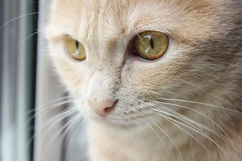 Muzzle of a red cat close-up in natural light from the window. Stock Photos