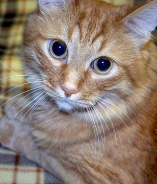 Muzzle of a red cat close-up Stock Photos