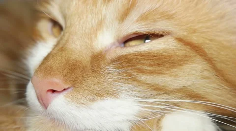 Muzzle of a red cat Stock Footage 63129546