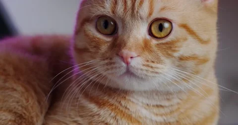 Muzzle of a red cat Stock Footage 140235775